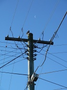 29th May 2012 - Bird on a wire