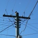 Bird on a wire by kjarn