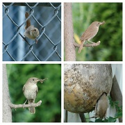 3rd Jun 2012 - Busy Bird