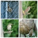 Busy Bird by brillomick