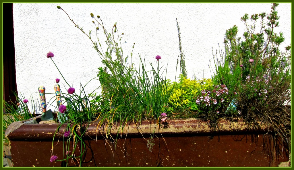 Herb Garden. by happypat