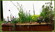 10th Jun 2012 - Herb Garden.