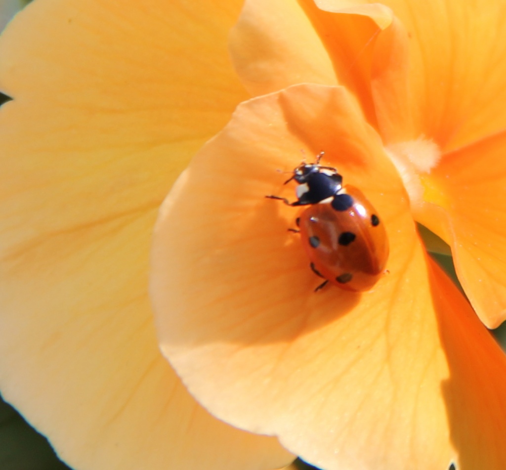Ladybird by daffodill