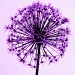 Allium aflatunense ~ Tinted love by seanoneill
