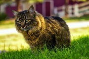 8th Jun 2012 - Cat Stalker