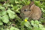9th Jun 2012 - The tale of the wild baby bunny