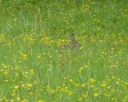 10th Jun 2012 - Bunny in the buttercups