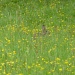 Bunny in the buttercups by lellie