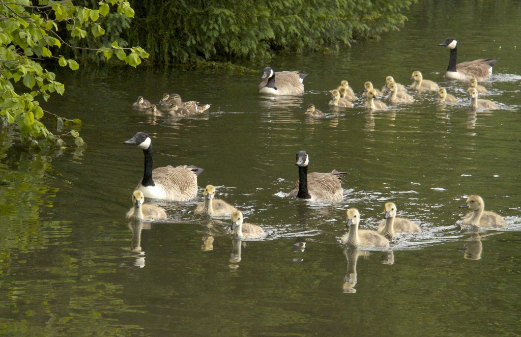 St. Albans regatta by dulciknit