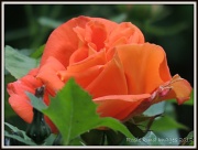 10th Jun 2012 - Orange rose