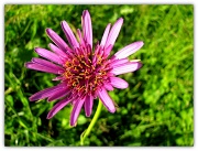 10th Jun 2012 - Unknown flower
