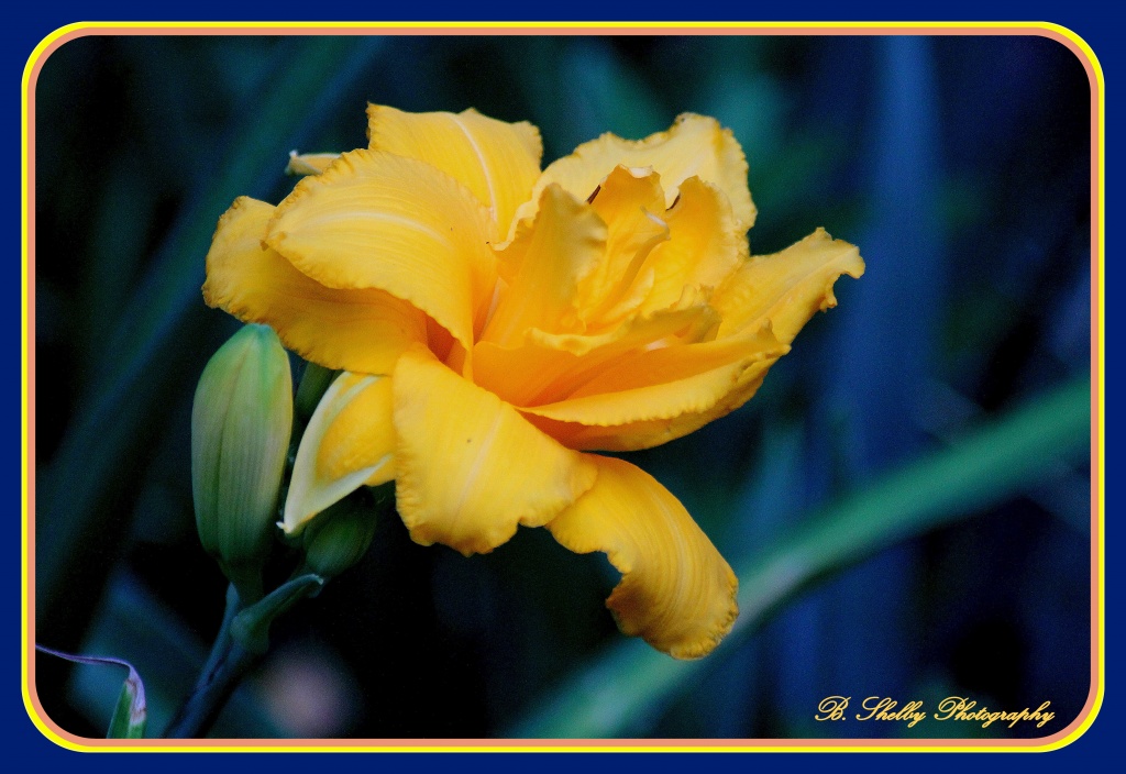 Yellow Day Lily by vernabeth