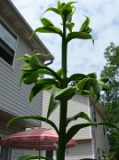 4th Jun 2012 - Jack and the Lily  Stalk