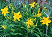 9th Jun 2012 - Lillies