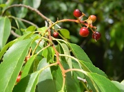 10th Jun 2012 - Leaves and Berries 6.10.12 001
