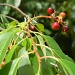 Leaves and Berries 6.10.12 001 by sfeldphotos