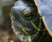 10th Jun 2012 - Turtle