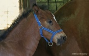 10th Jun 2012 - The Foal