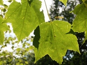 10th Jun 2012 - Maple Leaves