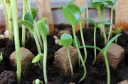 4th Jun 2012 - Vegetable Sprouts