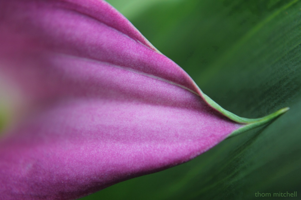Macro calla lily… by rhoing