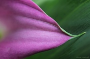 10th Jun 2012 - Macro calla lily…