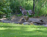 11th Jun 2012 - Wallaroo Joey Takes a Leap After Dinner