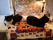 7th Jun 2012 - No kidding, cats really do like quilts.