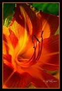 10th Jun 2012 - Day Lily