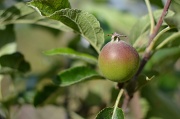 9th Jun 2012 - Little apple