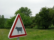 10th Jun 2012 - Cow crossing