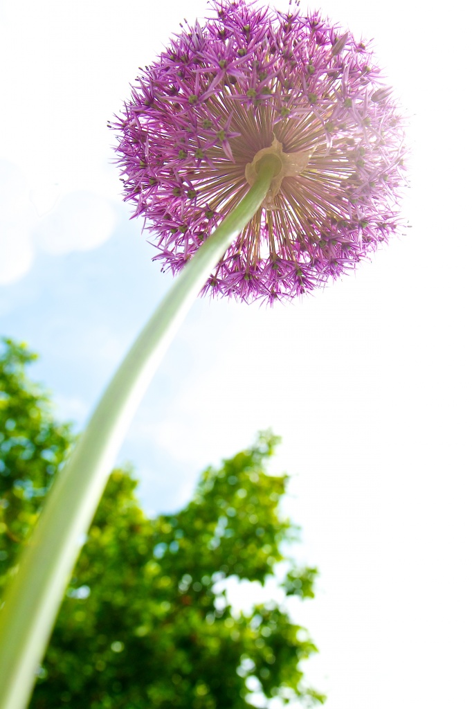 A Chive on Steroids by kwind