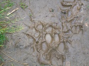 11th Jun 2012 - Muddy pawprints