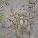 Muddy pawprints by lellie