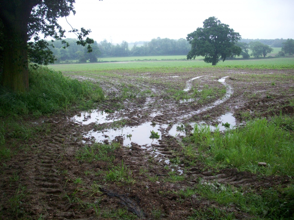 Wet...........but the dog needed walking by lellie