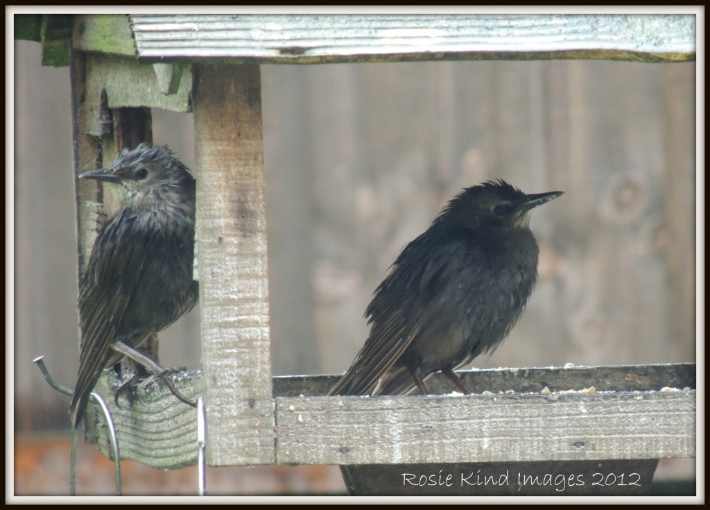 Starlings on a rainy day  by rosiekind