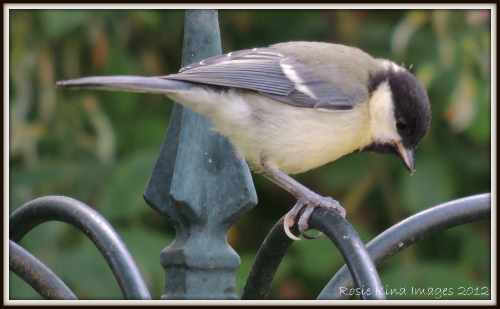 Great Tit on the high wire! by rosiekind