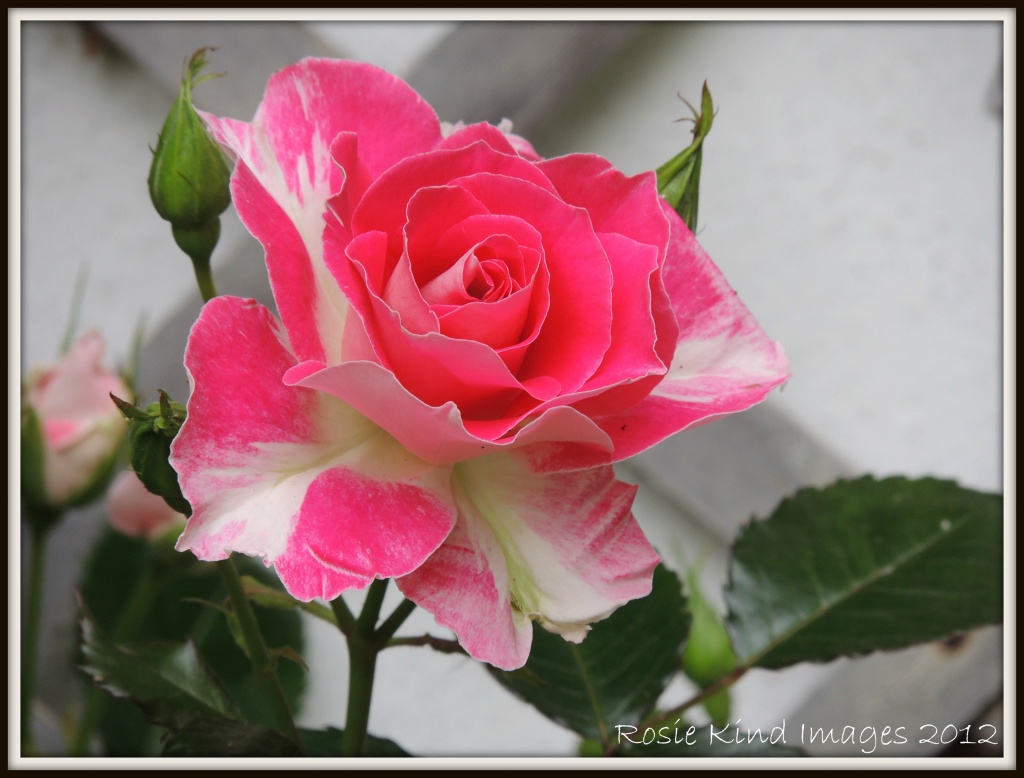 June pink rose by rosiekind