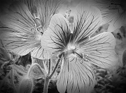 11th Jun 2012 - Another flower in black and white