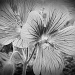 Another flower in black and white by clairecrossley