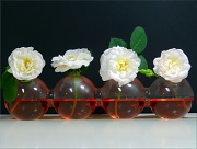 11th Jun 2012 - White Roses