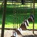 Swings in a Row by photogypsy