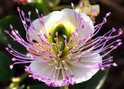 4th Jun 2012 - Spanish flower....