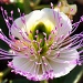 Spanish flower.... by jesperani
