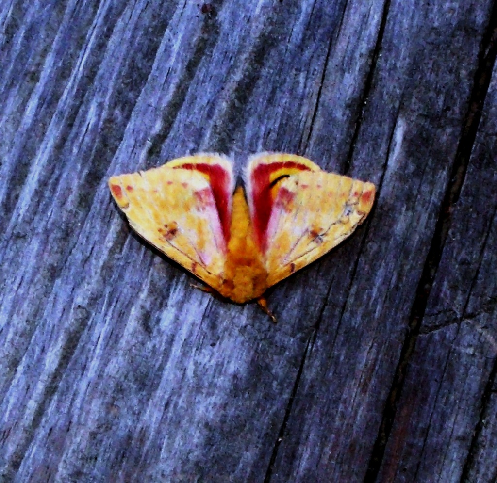 Yellow Moth by lizzybean