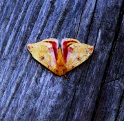 11th Jun 2012 - Yellow Moth
