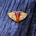Yellow Moth by lizzybean