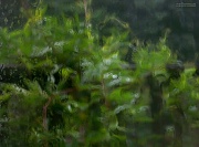 12th Jun 2012 - Shooting the rain 2... Best viewed large!