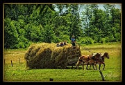 11th Jun 2012 - Bringing in The Hay