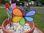 11th Jun 2012 - Colorful "Flowers"